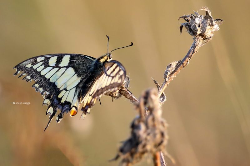 B65A4087-Koninginnenpage-Papilio-Machaon-Swallowtail-Schwalbenschwanz-Le-Grand-Portequeue_1