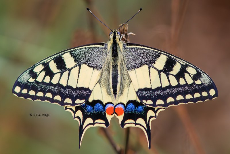B65A5587-Koninginnenpage-Papilio-Machaon-Swallowtail-Schwalbenschwanz-Le-Grand-Portequeue_1