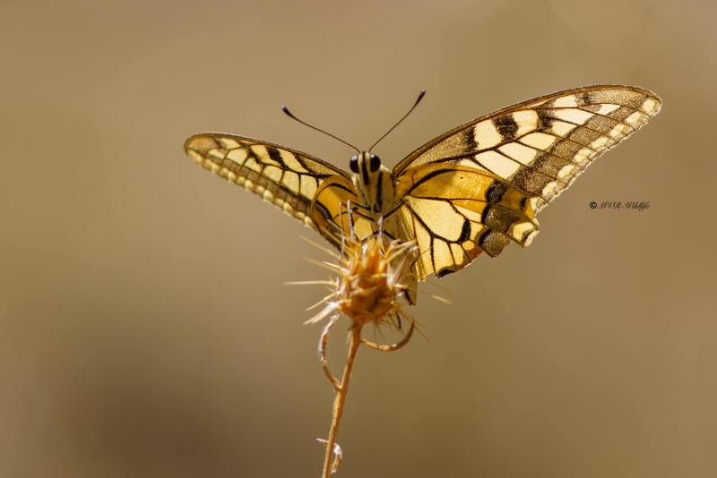 B65A5629-Koninginnenpage-Papilio-Machaon-Swallowtail-Schwalbenschwanz-Le-Grand-Portequeue_1