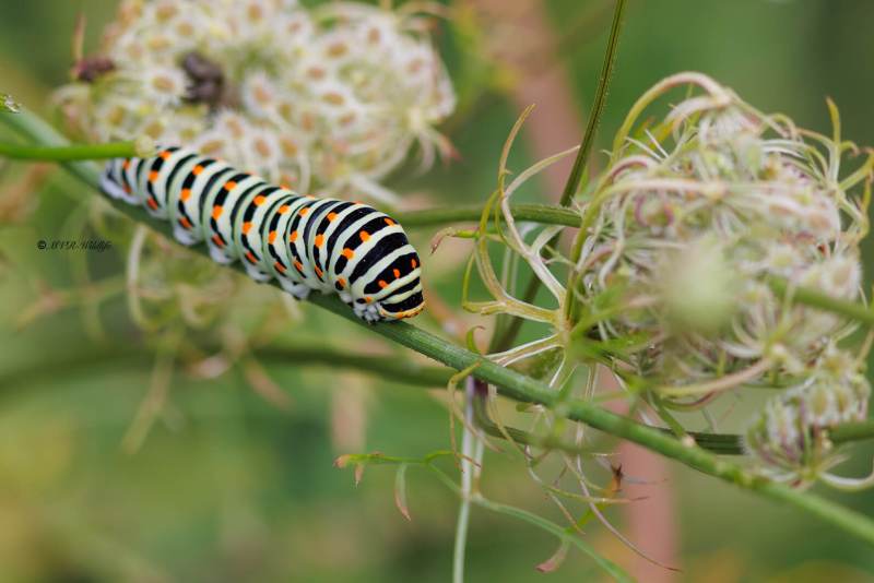 BR8A4567-Koninginnenpage-Papilio-Machaon-Swallowtail-Schwalbenschwanz-Le-Grand-Portequeue_1