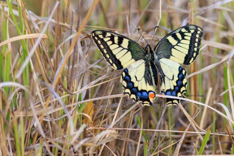 BR8A4767-Koninginnenpage-Papilio-Machaon-Swallowtail-Schwalbenschwanz-Le-Grand-Portequeue_1
