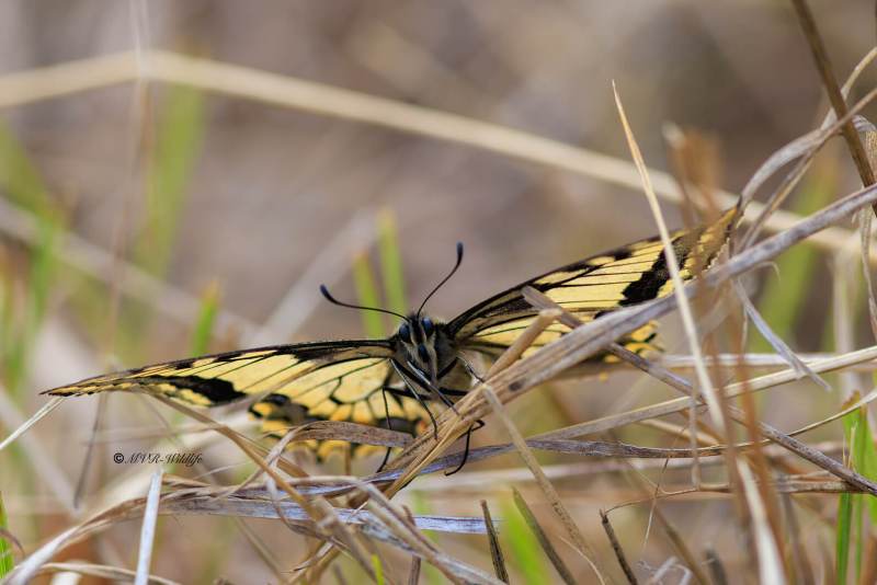 BR8A4778-Koninginnenpage-Papilio-Machaon-Swallowtail-Schwalbenschwanz-Le-Grand-Portequeue_1