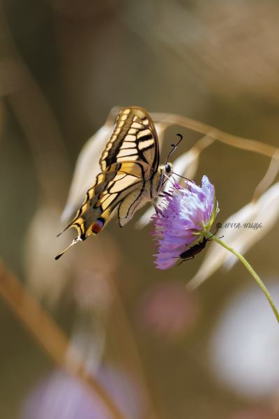 BR8A5403-Koninginnenpage-Papilio-Machaon-Swallowtail-Schwalbenschwanz-Le-Grand-Portequeue_1