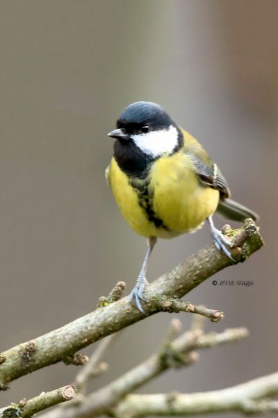 B65A0661-Koolmees-Great-Tit-Kohlmeise-Mesange-charbonniere-Carbonero-comun_1