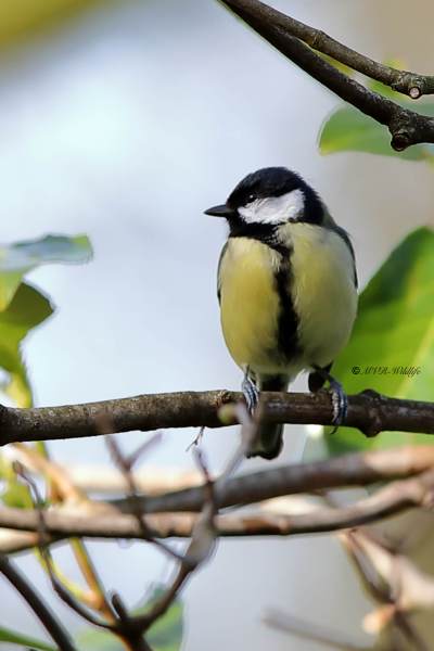 B65A2923-Koolmees-Great-Tit-Kohlmeise-Mesange-charbonniere-Carbonero-comun_1