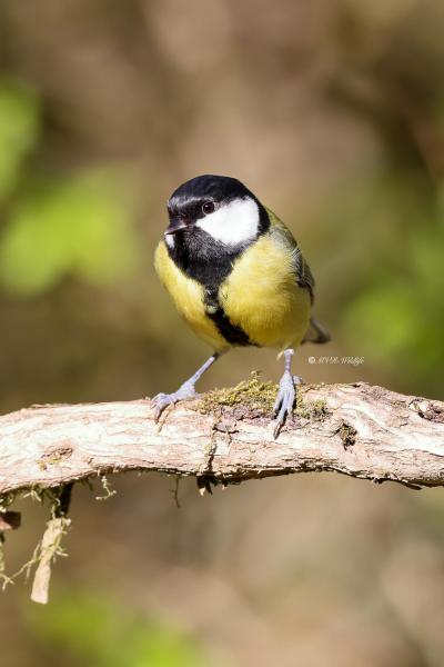 BR8A3412-Koolmees-Great-Tit-Kohlmeise-Mesange-charbonniere-Carbonero-comun_1