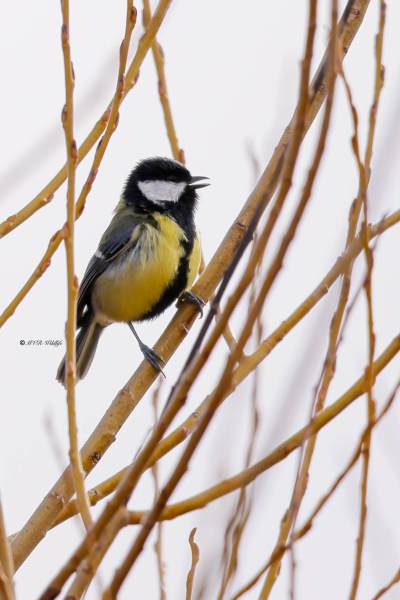 BR8A5531-Koolmees-Great-Tit-Kohlmeise-Mesange-charbonniere-Carbonero-comun_1