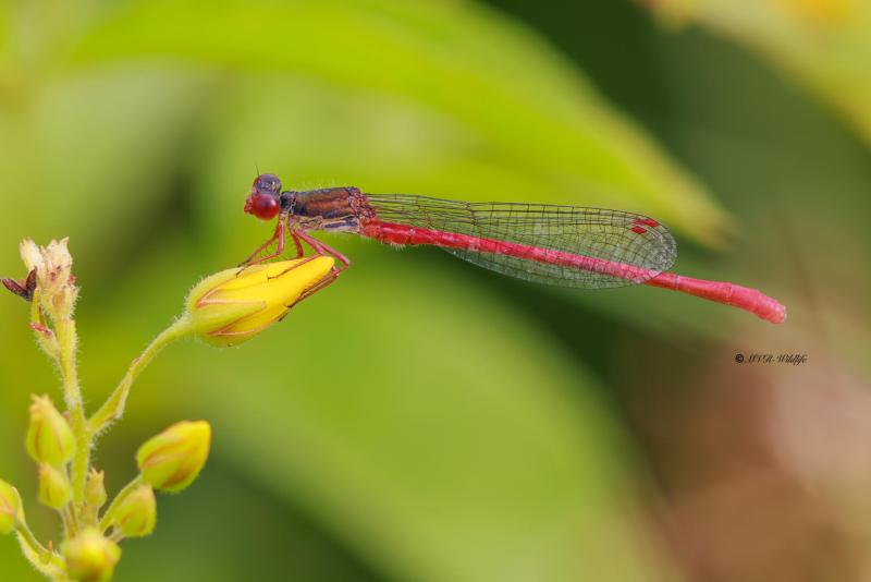 BR8A3159-Koraaljuffer-Ceriagrion-tenellum-Small-Red-Damselfly-Scharlachlibelle-Ceriagrion-delicat_1