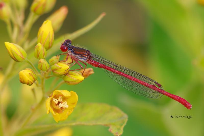 BR8A3173-Koraaljuffer-Ceriagrion-tenellum-Small-Red-Damselfly-Scharlachlibelle-Ceriagrion-delicat_1