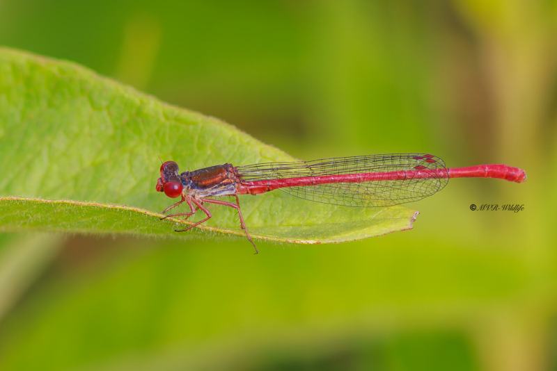 BR8A3177-Koraaljuffer-Ceriagrion-tenellum-Small-Red-Damselfly-Scharlachlibelle-Ceriagrion-delicat_1