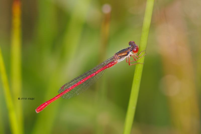 BR8A3187-Koraaljuffer-Ceriagrion-tenellum-Small-Red-Damselfly-Scharlachlibelle-Ceriagrion-delicat_1