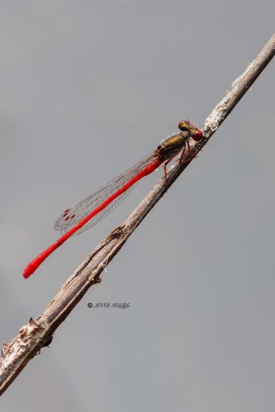 BR8A3474-Koraaljuffer-Ceriagrion-tenellum-Small-Red-Damselfly-Scharlachlibelle-Ceriagrion-delicat_1