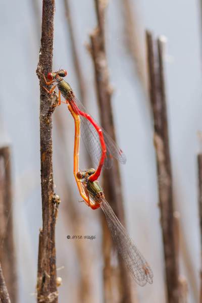 BR8A3482-Koraaljuffer-Ceriagrion-tenellum-Small-Red-Damselfly-Scharlachlibelle-Ceriagrion-delicat_1
