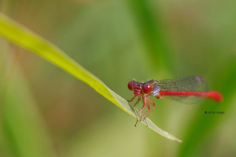 BR8A3928-Koraaljuffer-Ceriagrion-tenellum-Small-Red-Damselfly-Scharlachlibelle-Ceriagrion-delicat_1