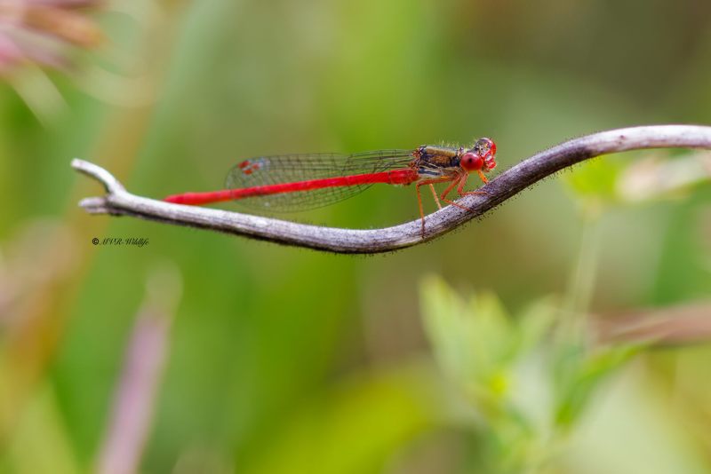 BR8A3934-Koraaljuffer-Ceriagrion-tenellum-Small-Red-Damselfly-Scharlachlibelle-Ceriagrion-delicat_1