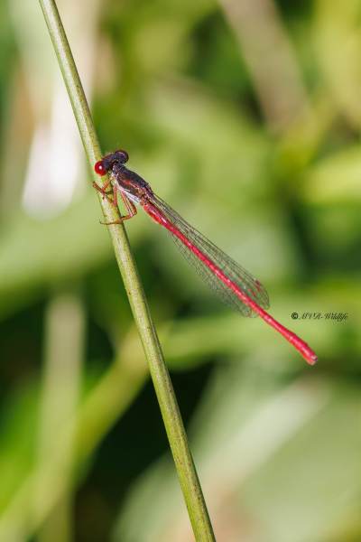 BR8A4799-Koraaljuffer-Ceriagrion-tenellum-Small-Red-Damselfly-Scharlachlibelle-Ceriagrion-delicat_1