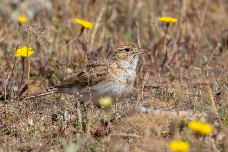0N0A9118-Kortteenleeuwerik-Calandrella-brachydactyla-Greater-Short-toed-Lark-Kurzzehenlerche-Alouette-calandrelle-Terrera-comun_1