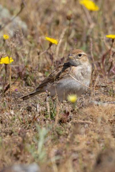 0N0A9124-Kortteenleeuwerik-Calandrella-brachydactyla-Greater-Short-toed-Lark-Kurzzehenlerche-Alouette-calandrelle-Terrera-comun_1