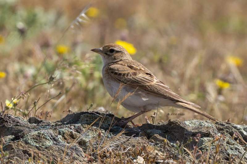 0N0A9142-Kortteenleeuwerik-Calandrella-brachydactyla-Greater-Short-toed-Lark-Kurzzehenlerche-Alouette-calandrelle-Terrera-comun_1