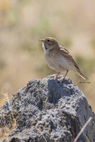 0N0A9216-Kortteenleeuwerik-Calandrella-brachydactyla-Greater-Short-toed-Lark-Kurzzehenlerche-Alouette-calandrelle-Terrera-comun_1