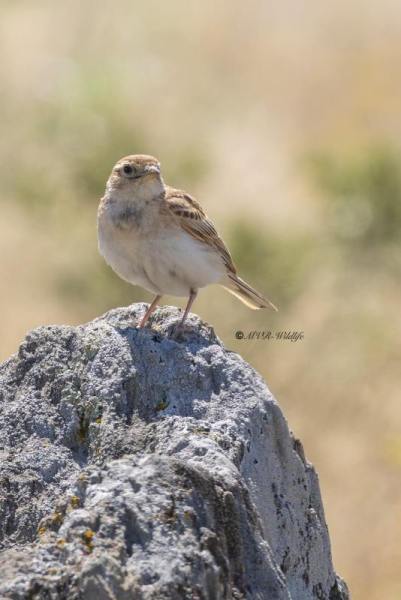 0N0A9243-Kortteenleeuwerik-Calandrella-brachydactyla-Greater-Short-toed-Lark-Kurzzehenlerche-Alouette-calandrelle-Terrera-comun_1