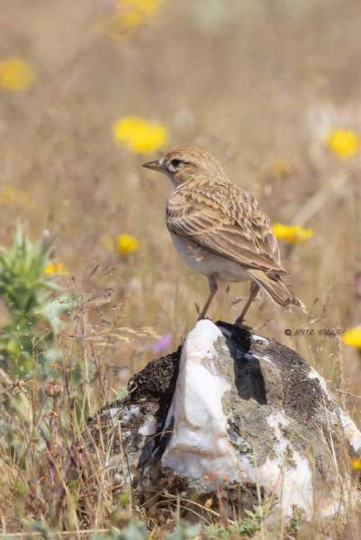 0N0A9273-Kortteenleeuwerik-Calandrella-brachydactyla-Greater-Short-toed-Lark-Kurzzehenlerche-Alouette-calandrelle-Terrera-comun_1
