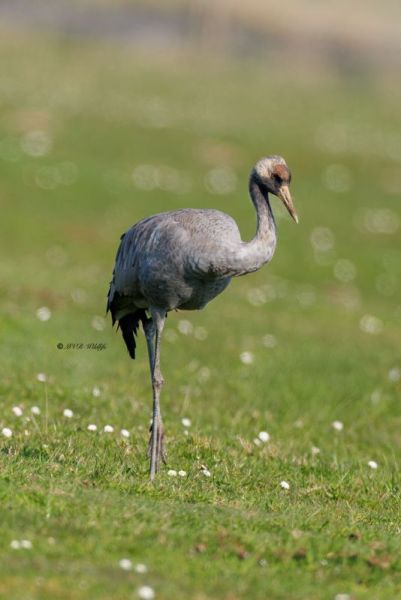 0N0A3070-Kraanvogel-Grus-grus-Common-Crane-Kranich-Grue-cendree-Grulla-comun_1