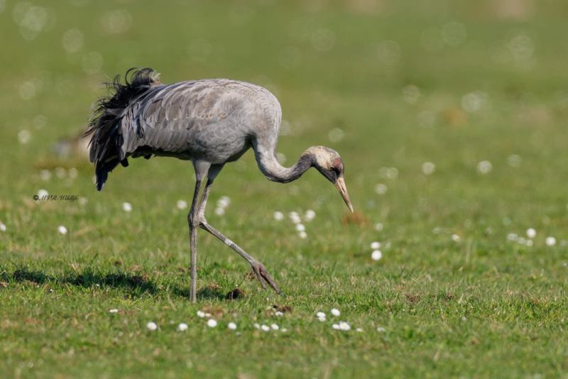 0N0A3072-Kraanvogel-Grus-grus-Common-Crane-Kranich-Grue-cendree-Grulla-comun_1