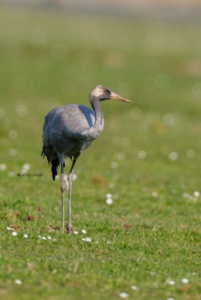 0N0A3087-Kraanvogel-Grus-grus-Common-Crane-Kranich-Grue-cendree-Grulla-comun_1