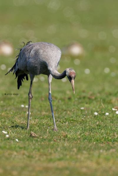 0N0A3103-Kraanvogel-Grus-grus-Common-Crane-Kranich-Grue-cendree-Grulla-comun_1