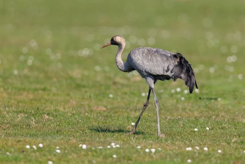 0N0A3109-Kraanvogel-Grus-grus-Common-Crane-Kranich-Grue-cendree-Grulla-comun_1