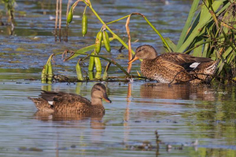 BR8A0030-Krakeend-Mareca-strepera-Gadwall-Schnatterente-Canard-chipeau-Anade-friso_1