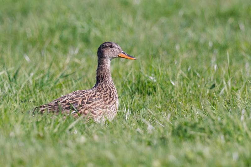 BR8A6749-Krakeend-Mareca-strepera-Gadwall-Schnatterente-Canard-chipeau-Anade-friso_1
