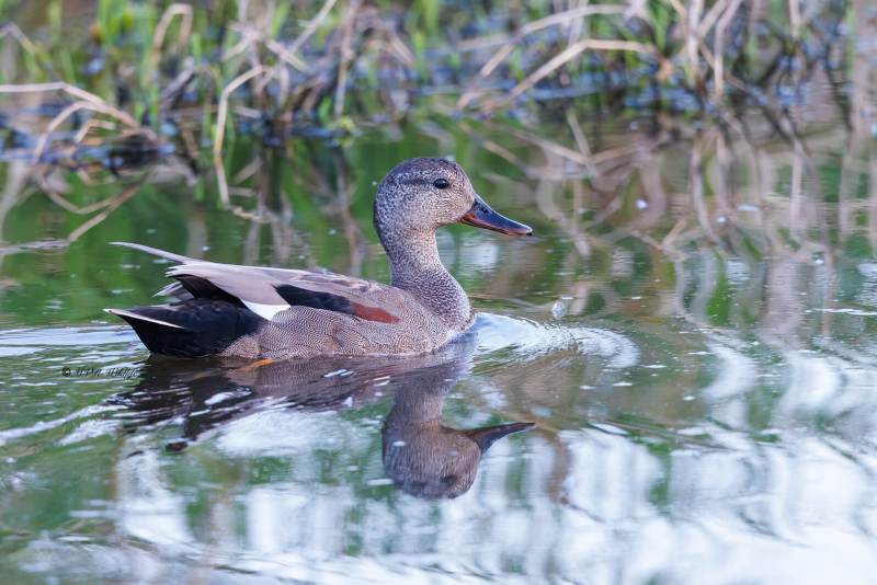 BR8A7034-Krakeend-Mareca-strepera-Gadwall-Schnatterente-Canard-chipeau-Anade-friso_1