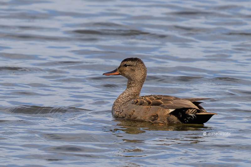 BR8A7436-Krakeend-Mareca-strepera-Gadwall-Schnatterente-Canard-chipeau-Anade-friso_1