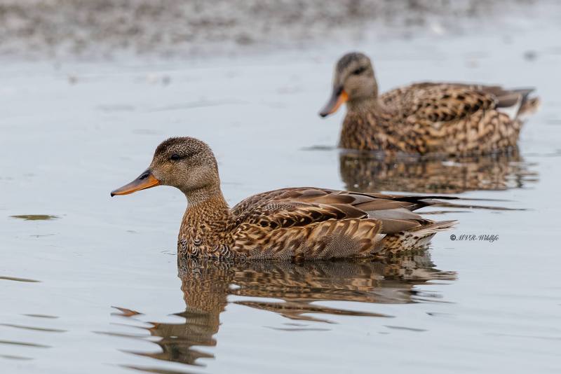 BR8A8779-Krakeend-Mareca-strepera-Gadwall-Schnatterente-Canard-chipeau-Anade-friso_1