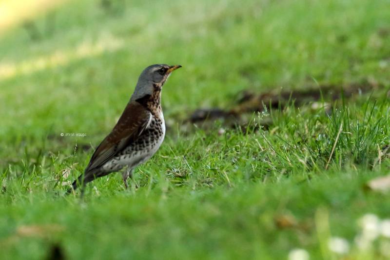 77A2573-Kramsvogel-Fieldfare-Wacholderdrossel-Grive-litorne-Zorzal-real_1