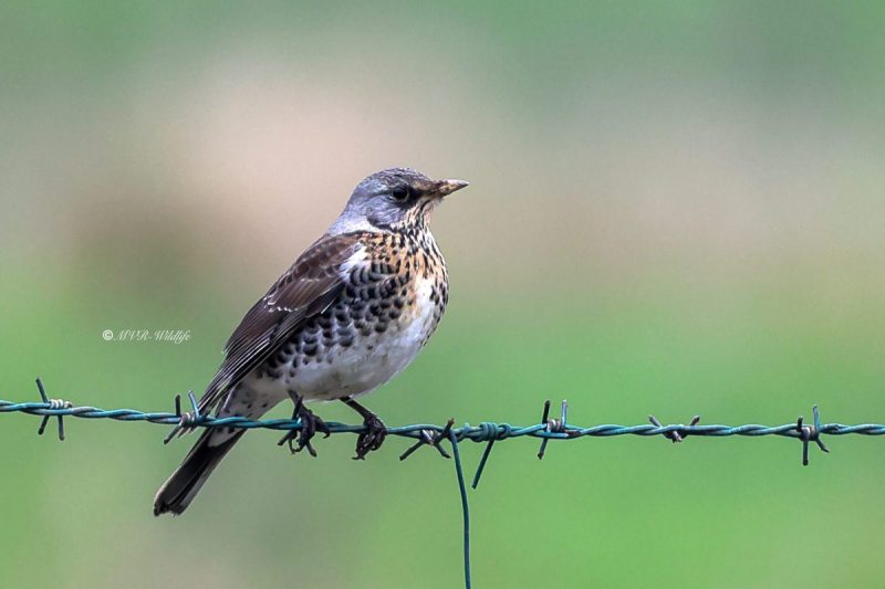 BR8A1991-Kramsvogel-Fieldfare-Wacholderdrossel-Grive-litorne-Zorzal-real_1