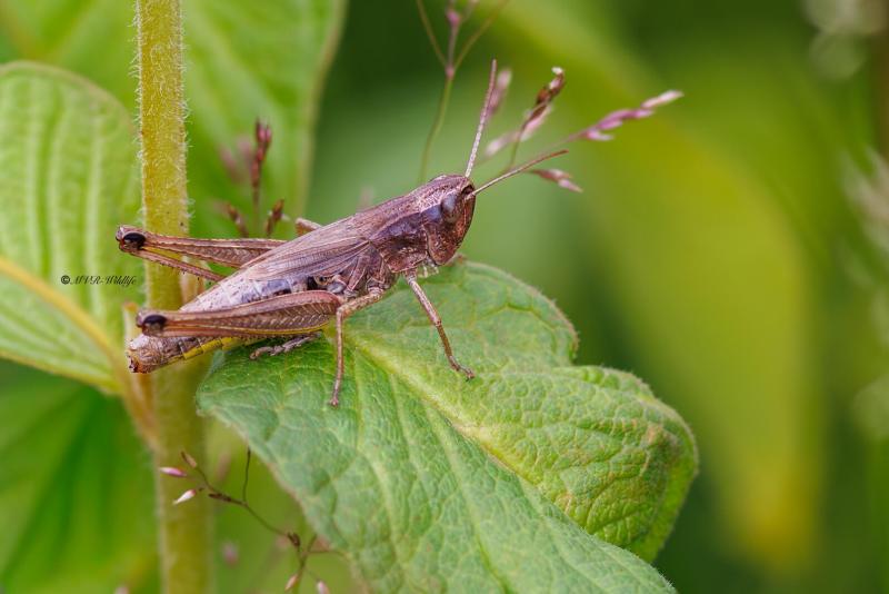 BR8A3216-Krasser-Chorthippus-parallelus-Meadow-Grasshopper-Gemeiner-Grashupfer-Le-Criquet-des-patures_1