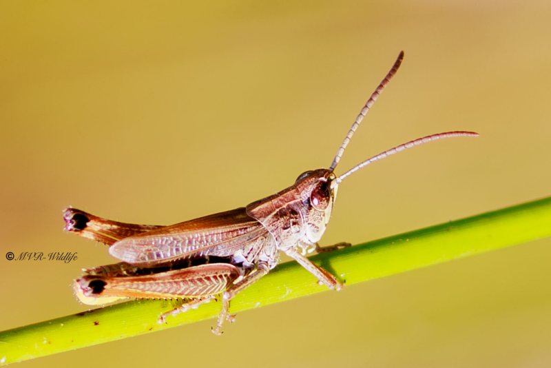 BR8A3899-Krasser-Chorthippus-parallelus-Meadow-Grasshopper-Gemeiner-Grashupfer-Le-Criquet-des-patures_1