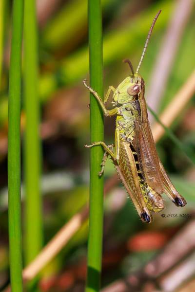 BR8A3940-Krasser-Chorthippus-parallelus-Meadow-Grasshopper-Gemeiner-Grashupfer-Le-Criquet-des-patures_1