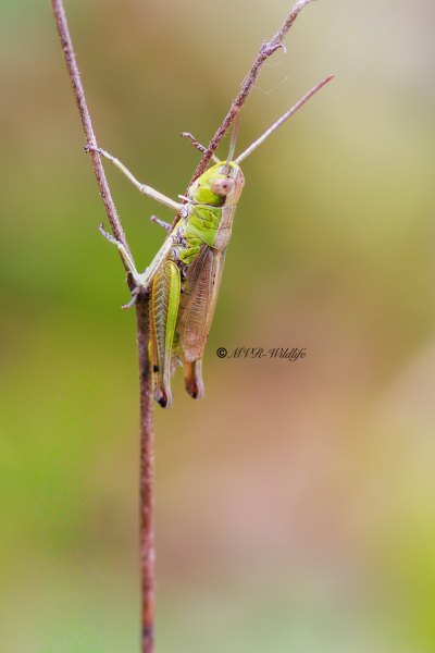 BR8A4547-Krasser-Chorthippus-parallelus-Meadow-Grasshopper-Gemeiner-Grashupfer-Le-Criquet-des-patures_1