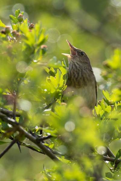 0N0A0005-Krekelzanger-Locustella-fluviatilis-River-Warbler-Schlagschwirl-Locustelle-fluviatile-Buscarla-fluvial_1