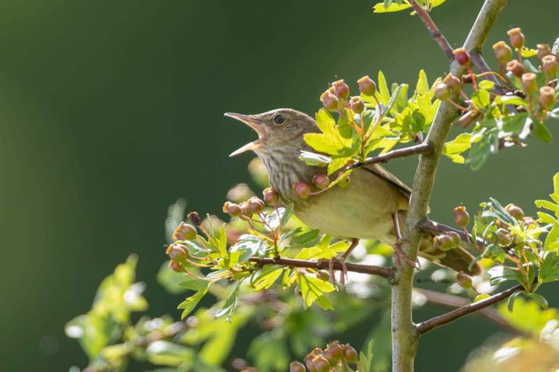 0N0A0086-Krekelzanger-Locustella-fluviatilis-River-Warbler-Schlagschwirl-Locustelle-fluviatile-Buscarla-fluvial_1