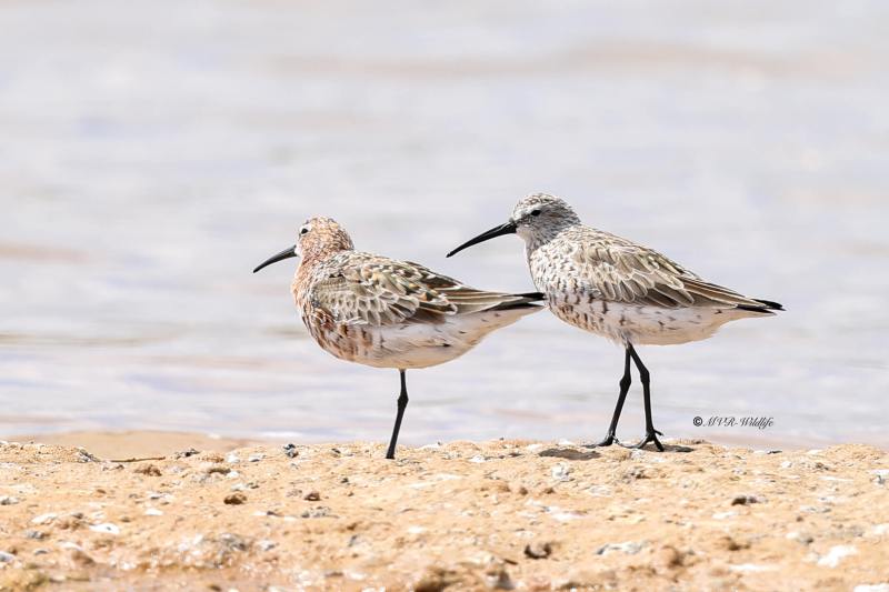 BR8A4909-Krombekstrandloper-Calidris-ferruginea-Curlew-Sandpiper-Sichelstrandlaufer-Becasseau-cocorli-Correlimos-zarapitin_1