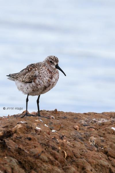 BR8A5589-Krombekstrandloper-Calidris-ferruginea-Curlew-Sandpiper-Sichelstrandlaufer-Becasseau-cocorli-Correlimos-zarapitin_1