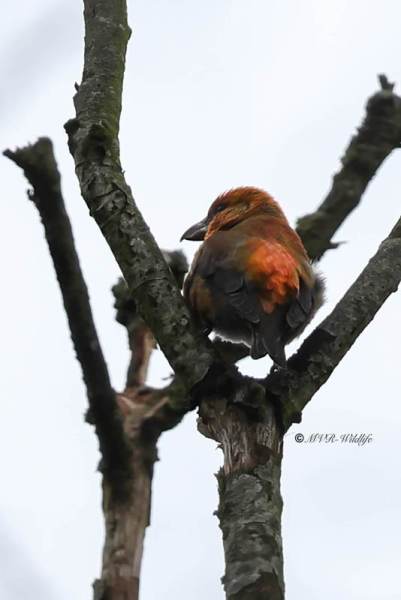 BR8A0504-Kruisbek-Loxia-curvirostra-Red-Crossbill-Fichtenkreuzschnabel-Bec-croise-des-sapins-Piquituerto-comun_1