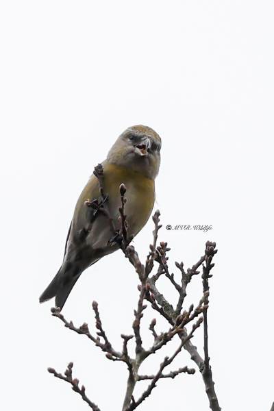 BR8A0605-Kruisbek-Loxia-curvirostra-Red-Crossbill-Fichtenkreuzschnabel-Bec-croise-des-sapins-Piquituerto-comun_1