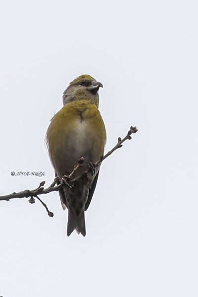 BR8A0631-Kruisbek-Loxia-curvirostra-Red-Crossbill-Fichtenkreuzschnabel-Bec-croise-des-sapins-Piquituerto-comun_1