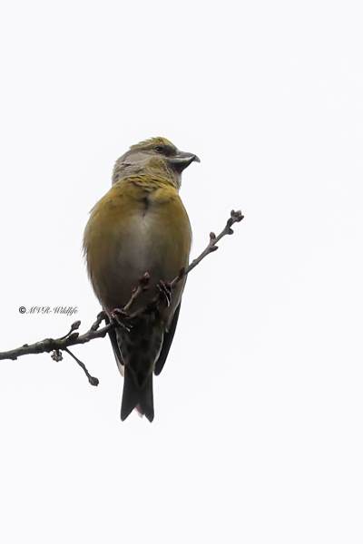 BR8A0633-Kruisbek-Loxia-curvirostra-Red-Crossbill-Fichtenkreuzschnabel-Bec-croise-des-sapins-Piquituerto-comun_1